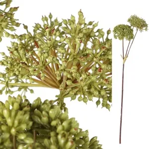 Garden bloem green Angelica herb