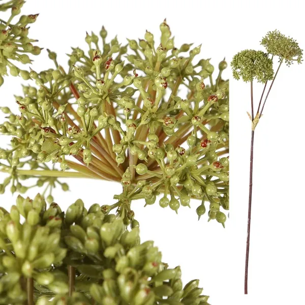 Garden bloem green Angelica herb