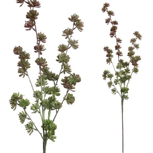 Succulent Plant Paars Groene mini