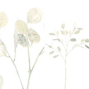 Leaves Plant white money tree spray
