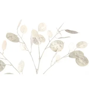 Leaves Plant white money tree spray