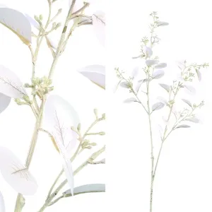 Leaves Plant cream eucalyptus
