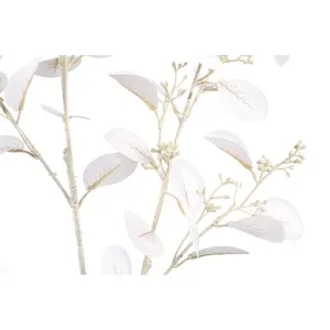 Leaves Plant cream eucalyptus