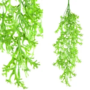 Fern Plant green coral fern