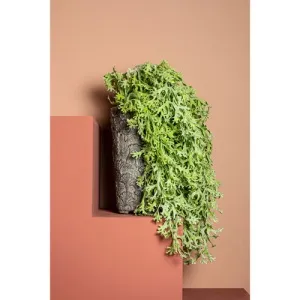Fern Plant green coral fern