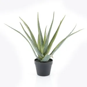 Plant - Alo Vera
