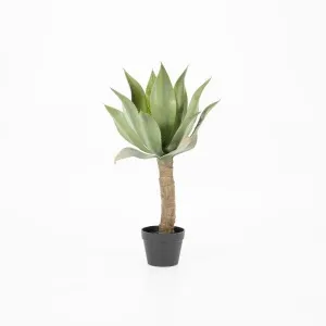 Plant - Agave op rechte stam met pot (per 2)