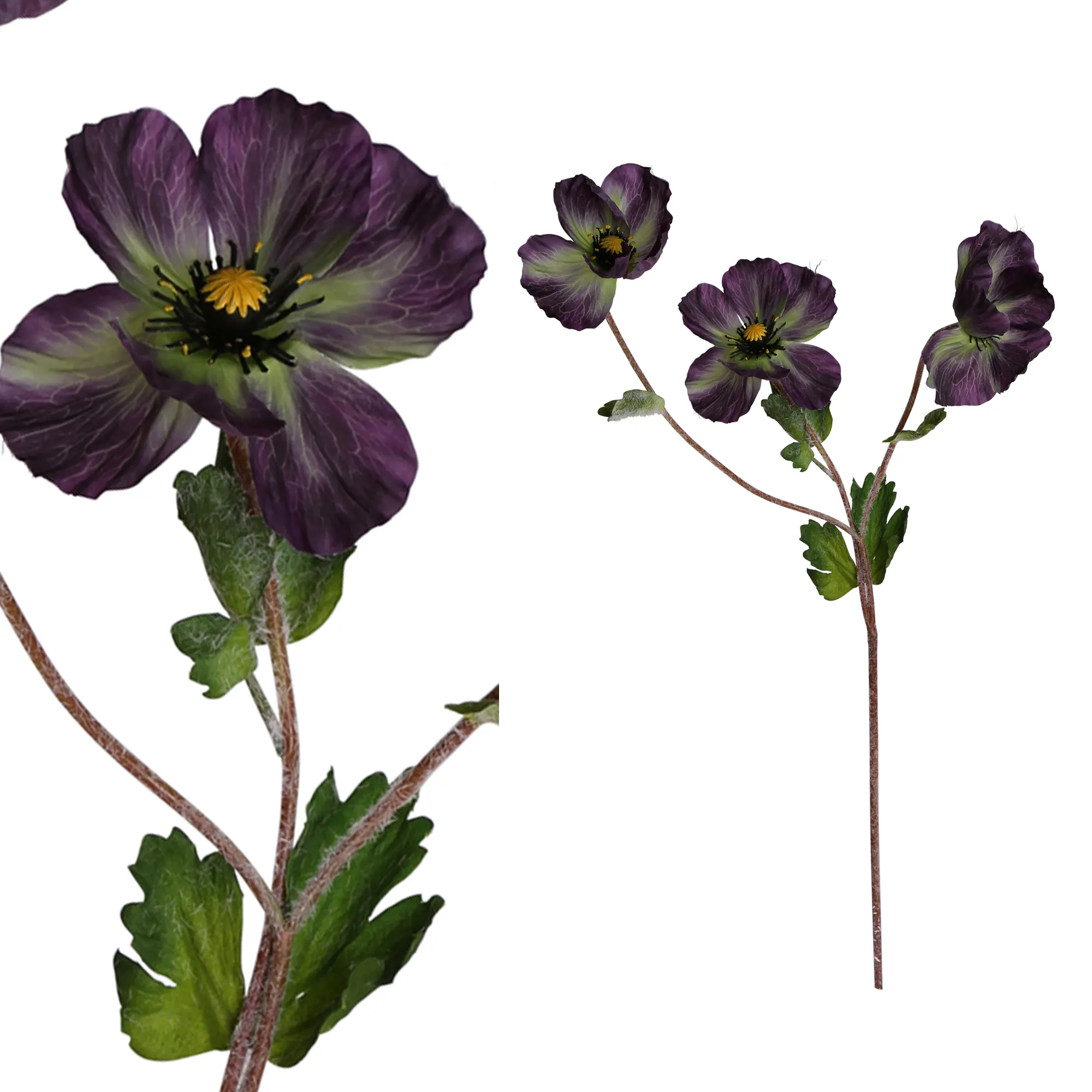 Garden Flower Purple Anemone Spray