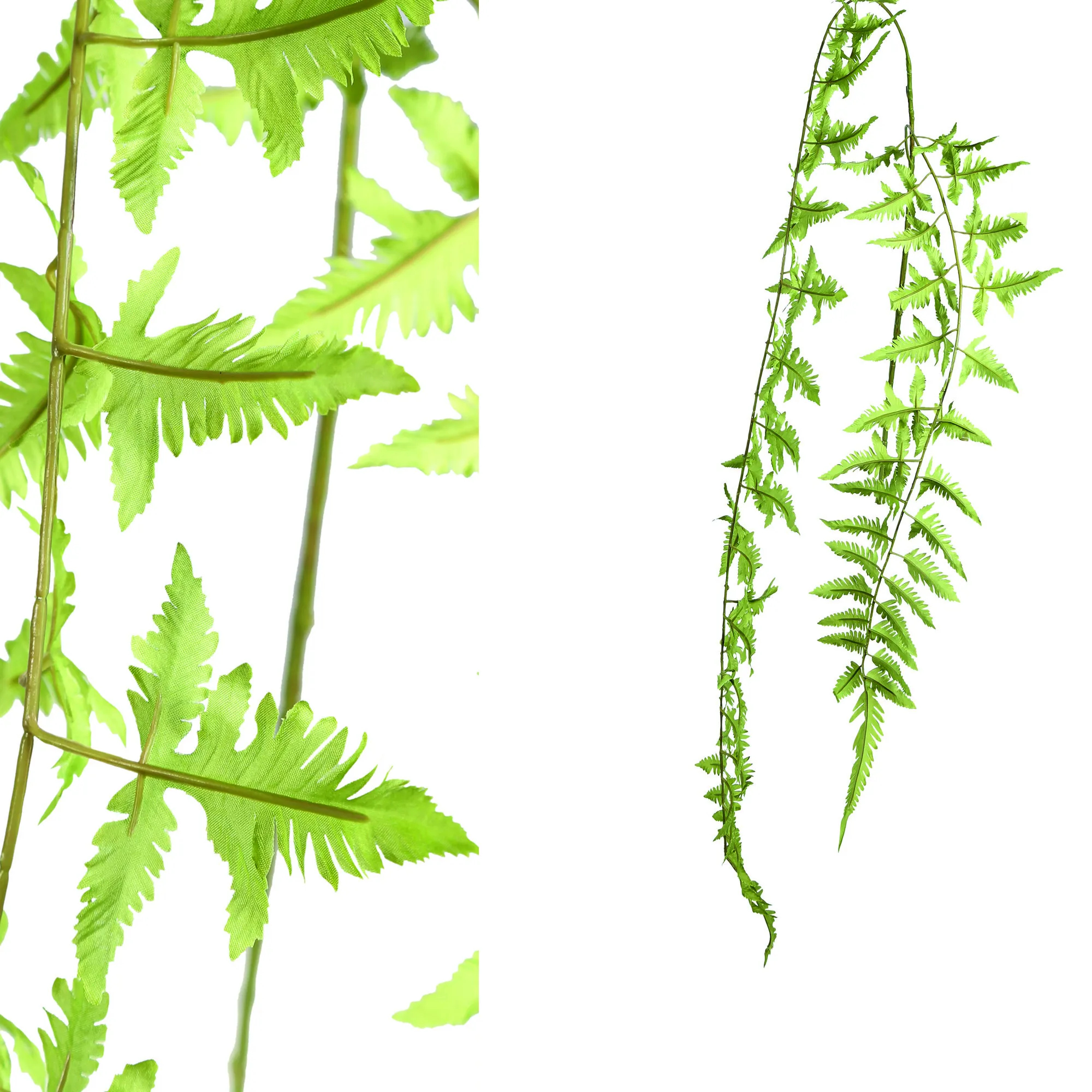 INACT fern plant green hanging fern leaves