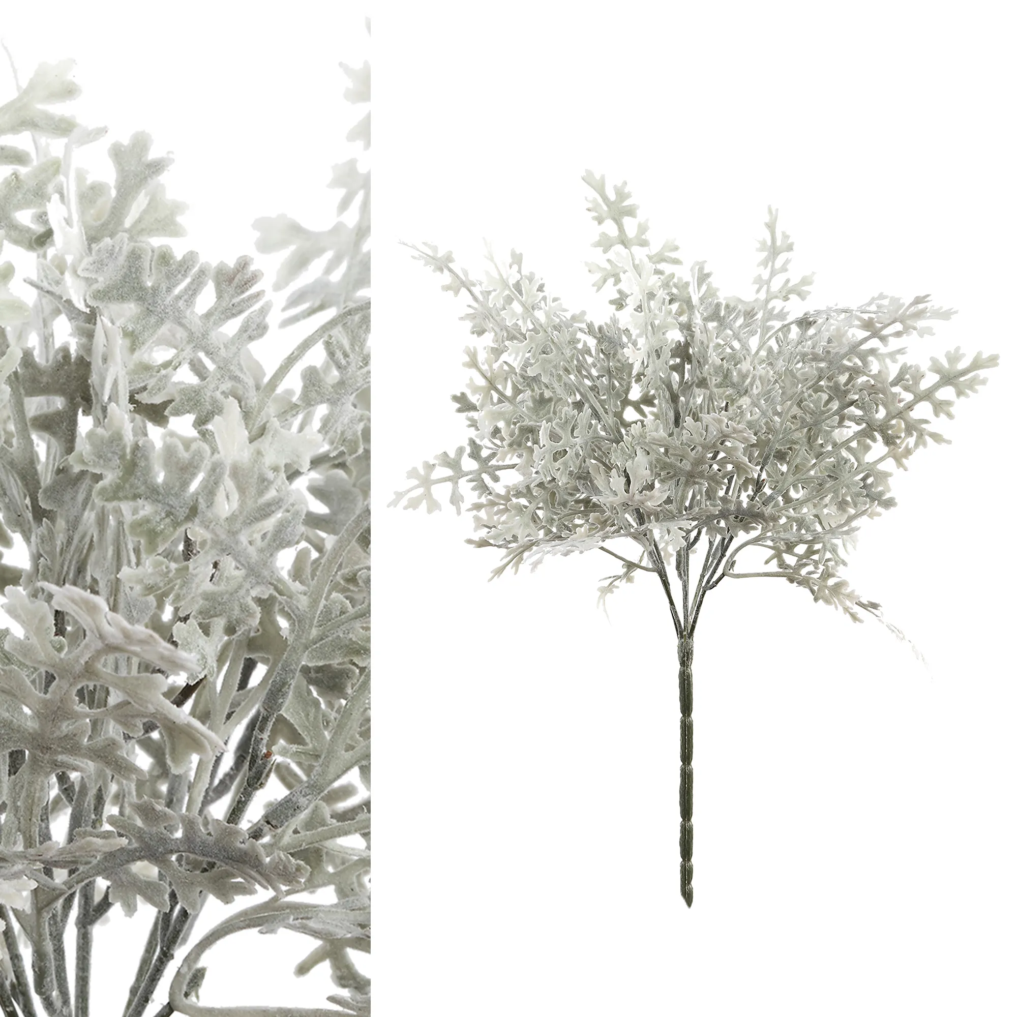 Leaves Plant Green dusty Miller Spray