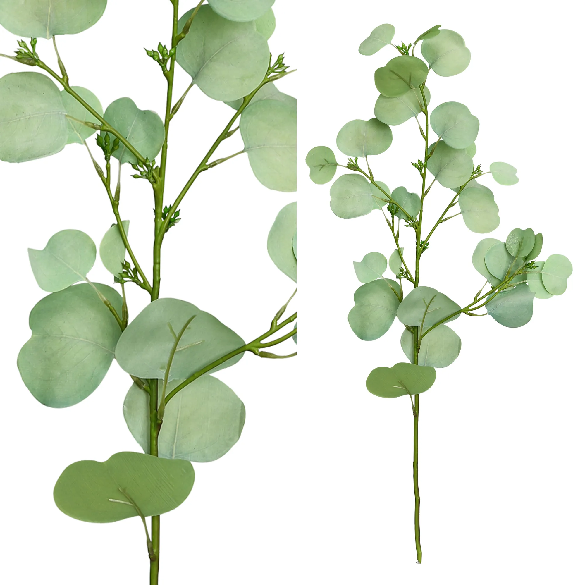 Leaves Plant Light Green Round Eucalyptus Spray