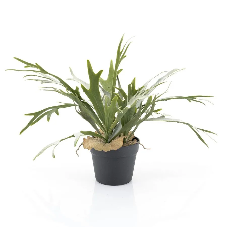 Staghorn fern