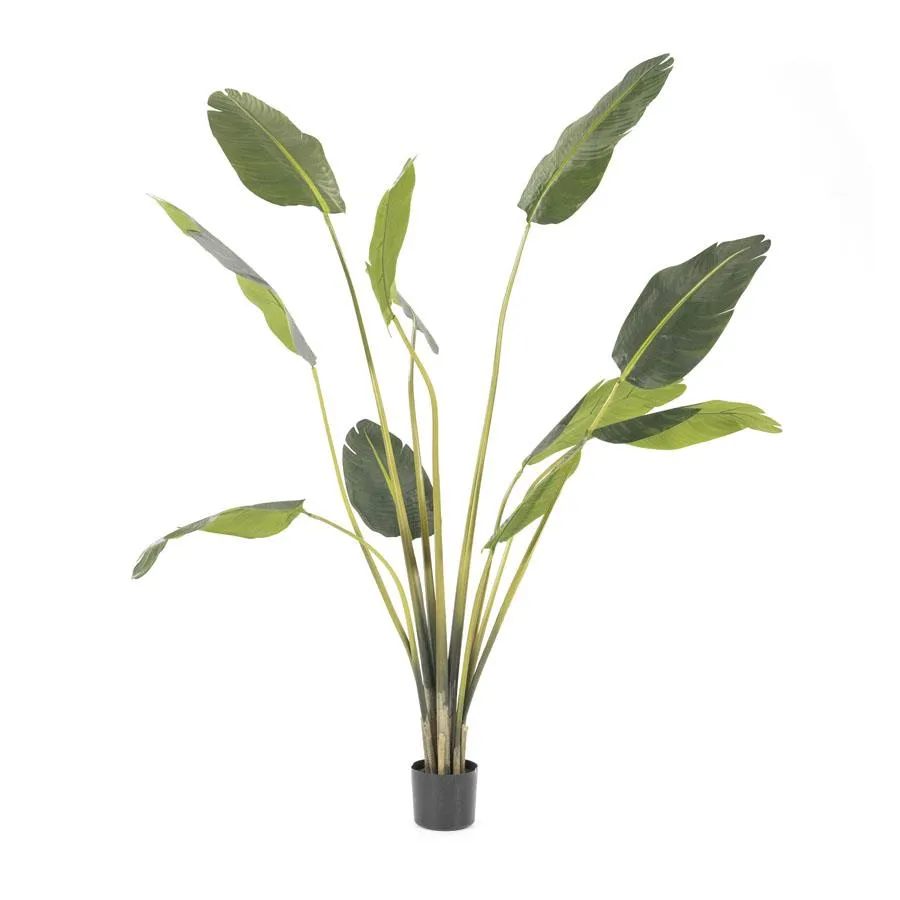 Strelitzia - medium
