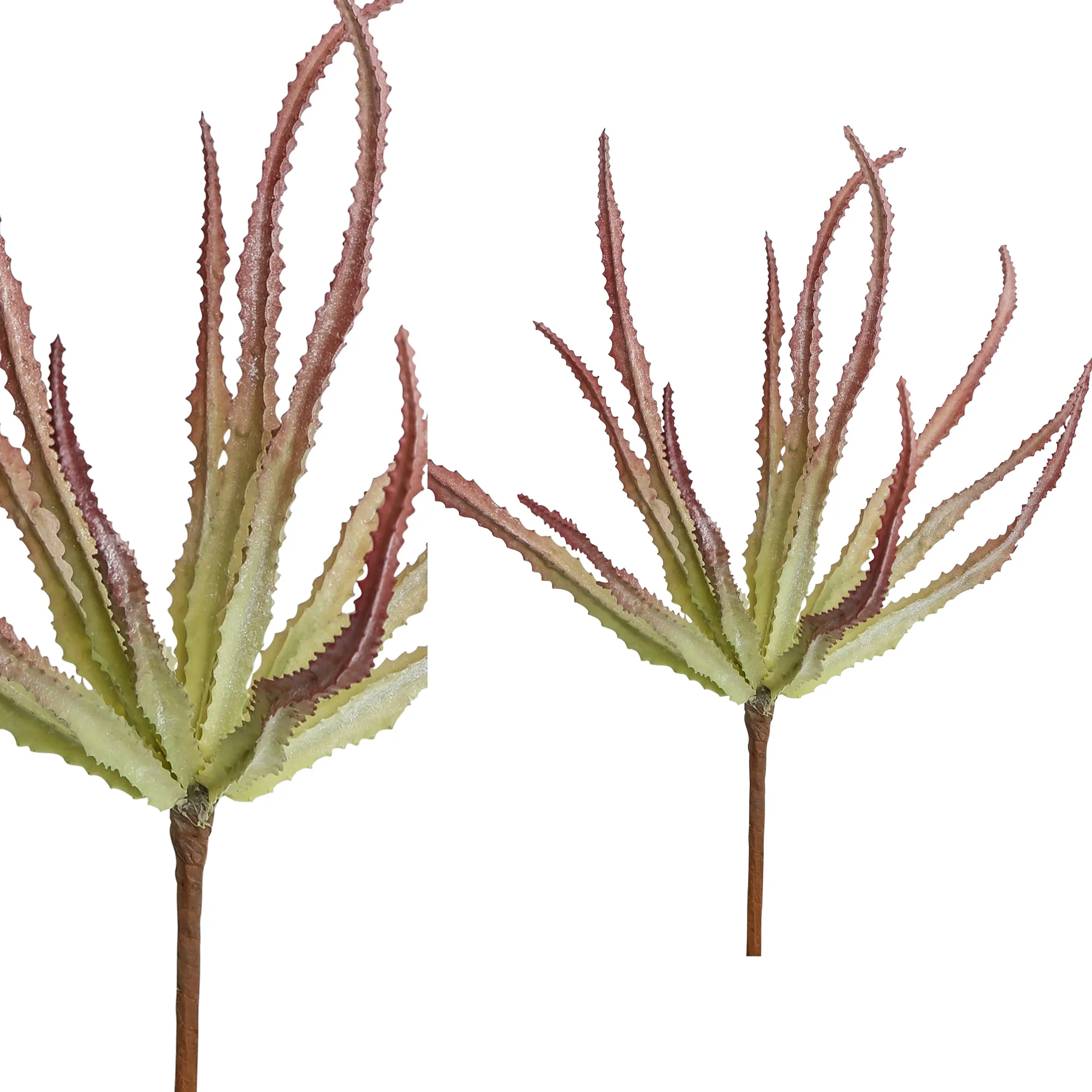 Succulent Plant Pink Haworthia Bush
