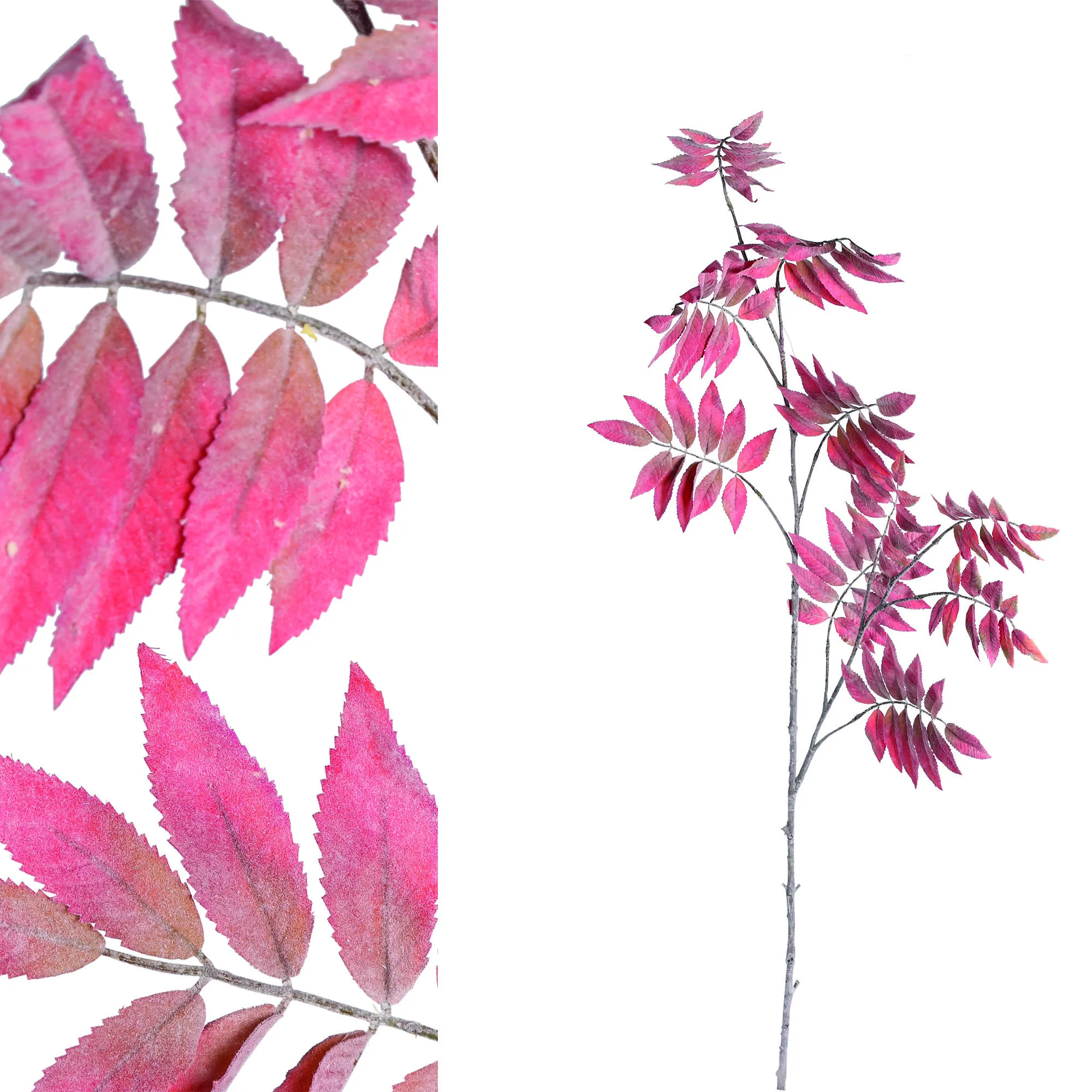leaves plant red Heaven tree leaves Spray