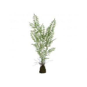 INACT fern plant green asparagus Grass bunch in clod L