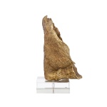 Faux koraal Julian (Gold)