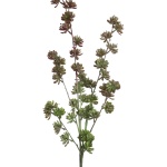 Succulent Plant Paars Groene mini