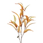 Leaves Plant orange eucalyptus