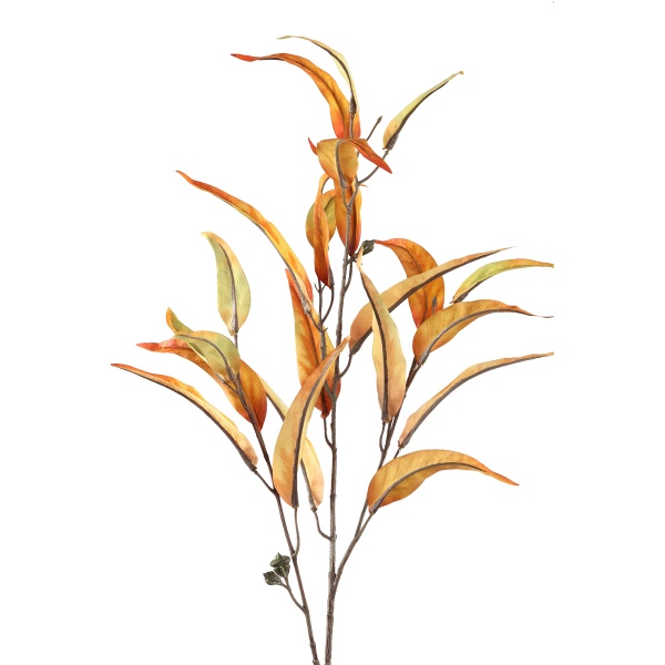 Leaves Plant orange eucalyptus