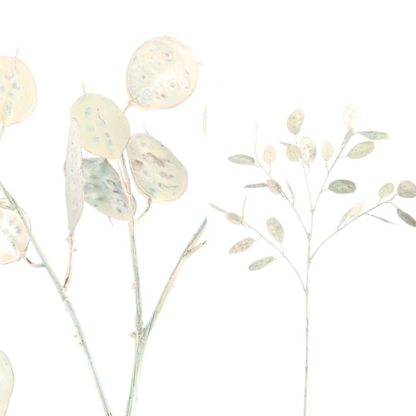 Leaves Plant white money tree spray