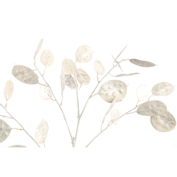 Leaves Plant white money tree spray