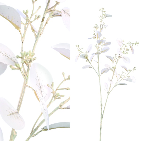 Leaves Plant cream eucalyptus