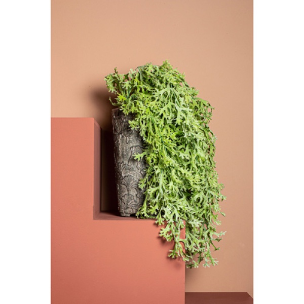 Fern Plant green coral fern