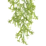 Fern Plant green coral fern