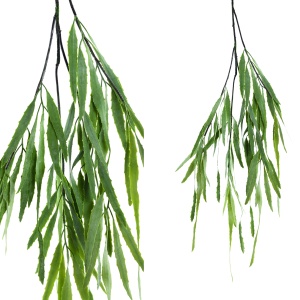 Leaves Plant green hanging eucalyptus