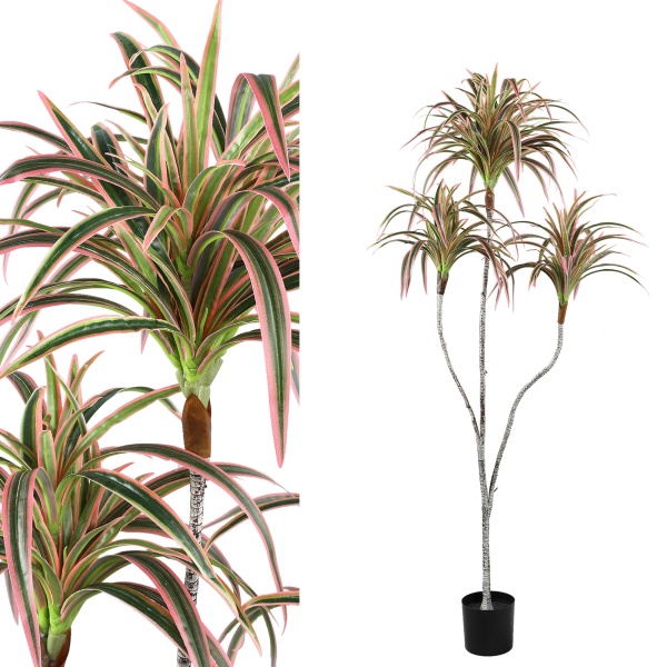 Leaves Plant green red edge sisal grass