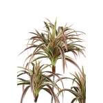 Leaves Plant green red edge sisal grass