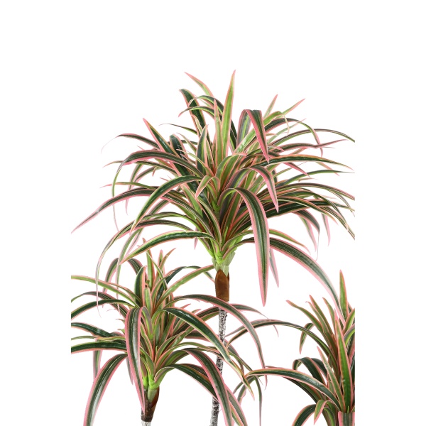 Leaves Plant green red edge sisal grass