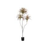 Leaves Plant green red edge sisal grass