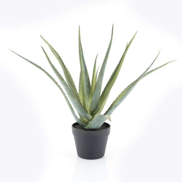 Plant - Alo Vera