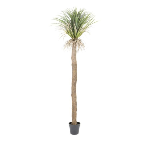 Wild Yucca tree - large