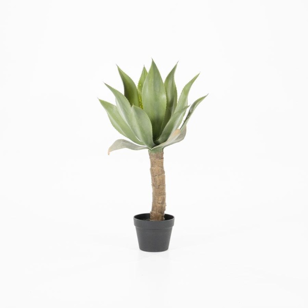 Plant - Agave op rechte stam met pot (per 2)