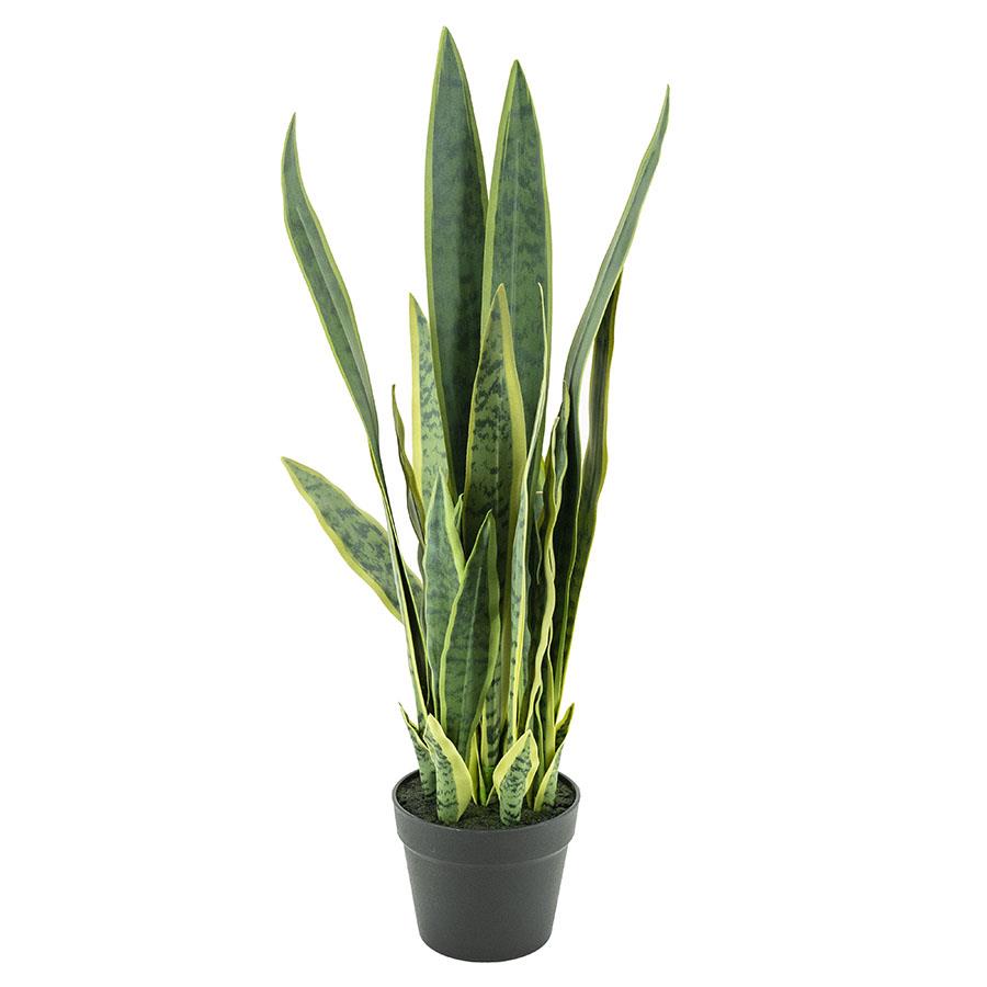 Sansevieria - medium