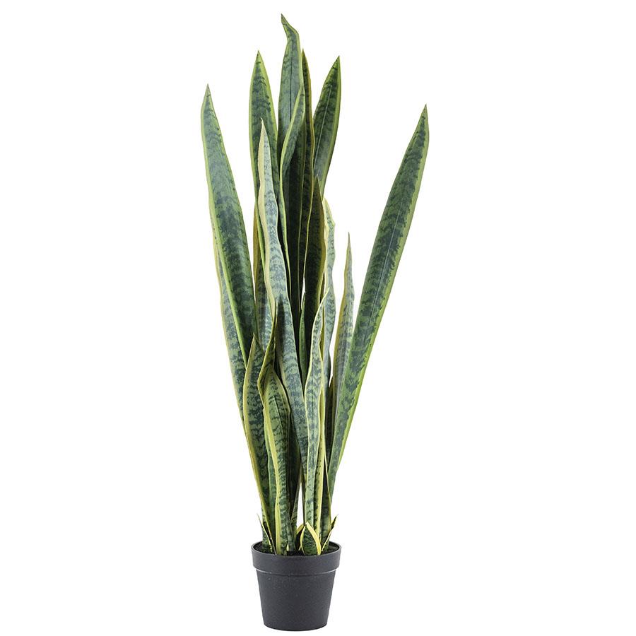 Sansevieria  - large