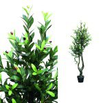 Tree Olive groen
