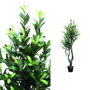 Tree Olive groen