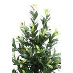 Tree Olive groen