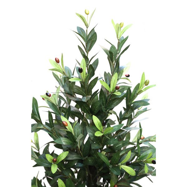 Tree Olive groen
