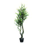 Tree Olive groen