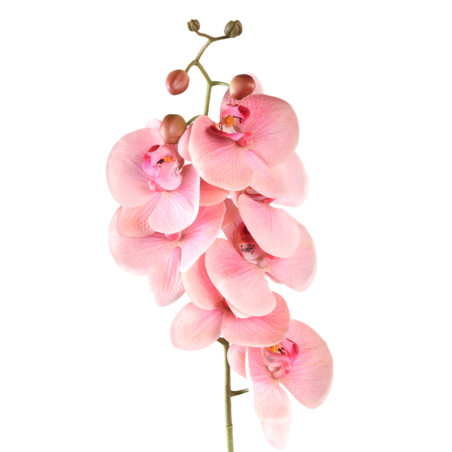 Gardenflower Orchidee Lichtroze