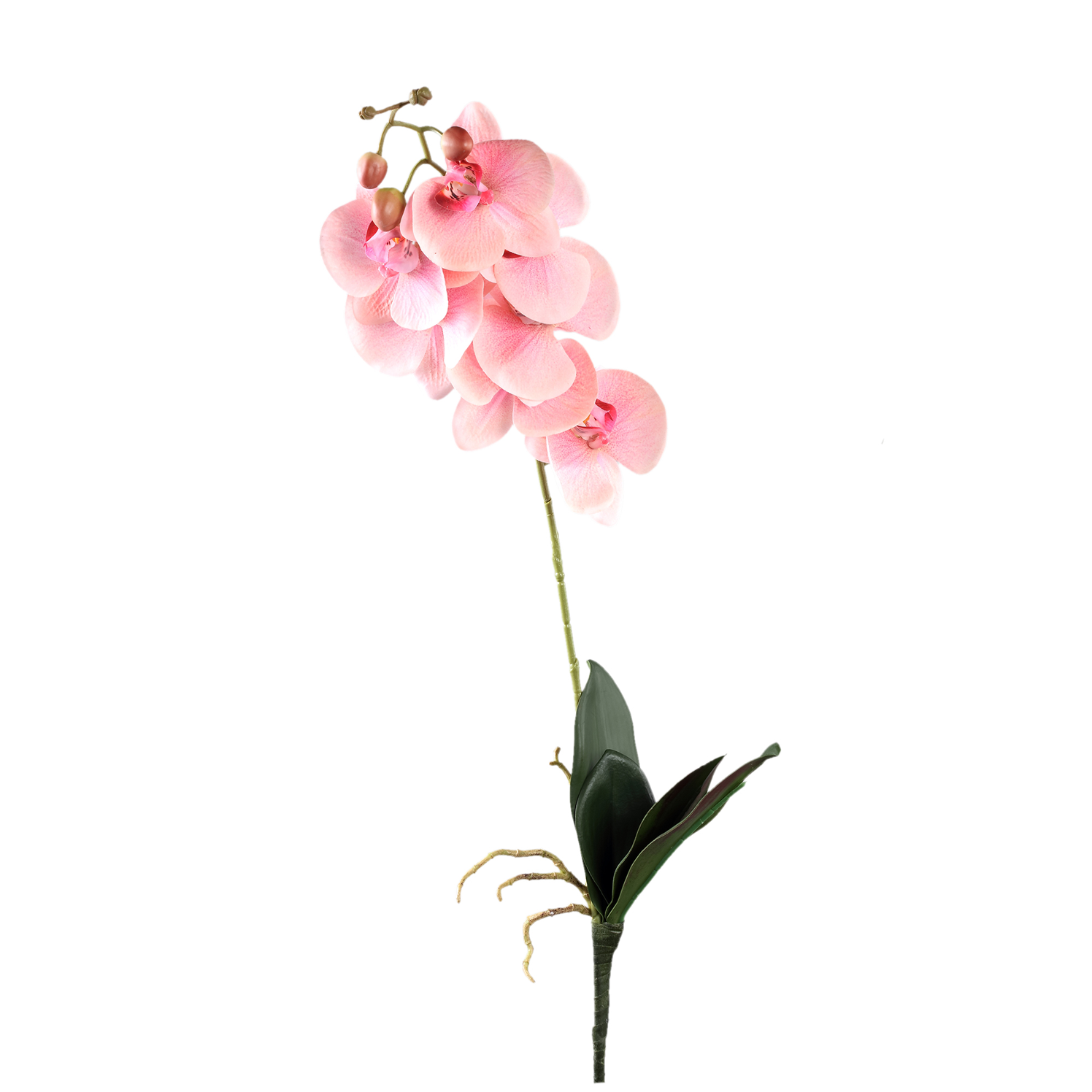 Gardenflower Orchidee Lichtroze