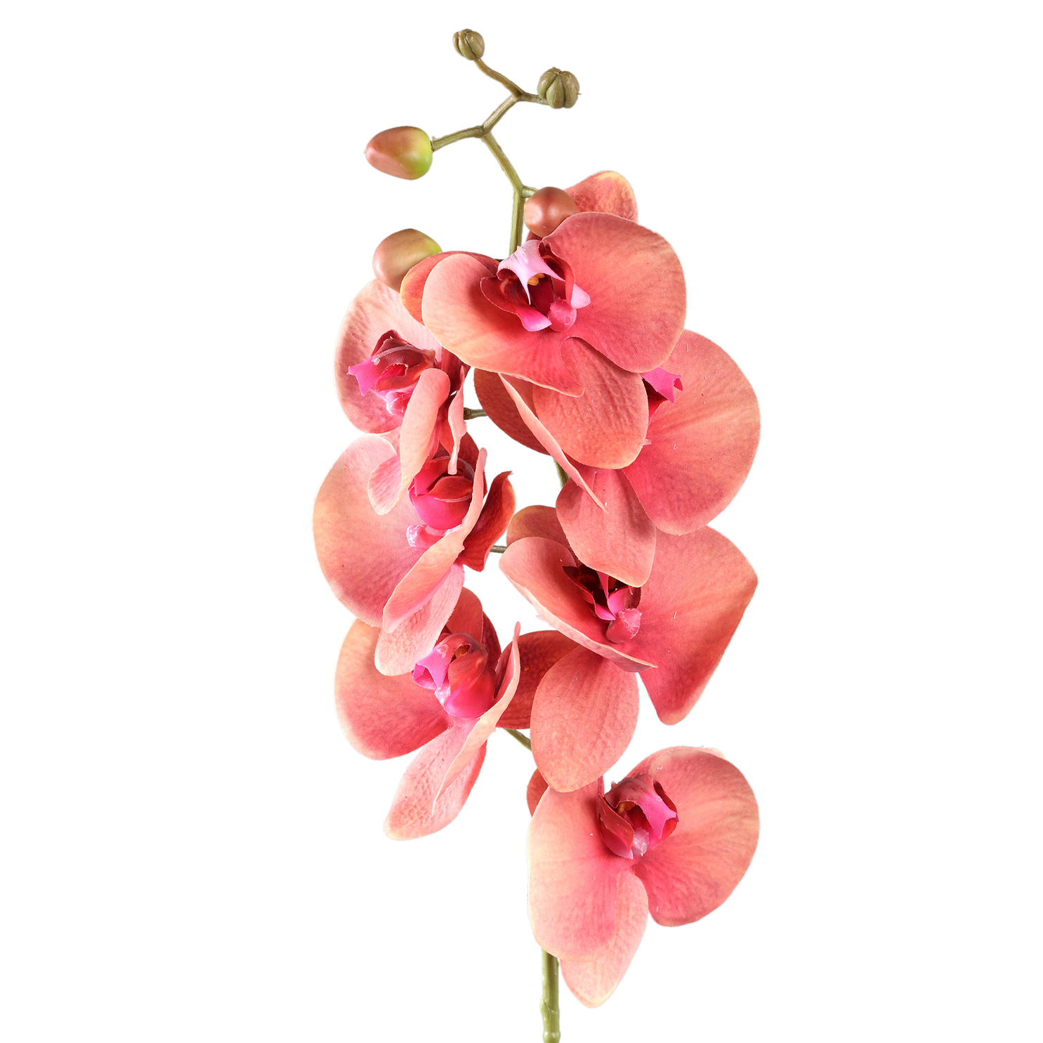 Gardenflower Orchidee Roze