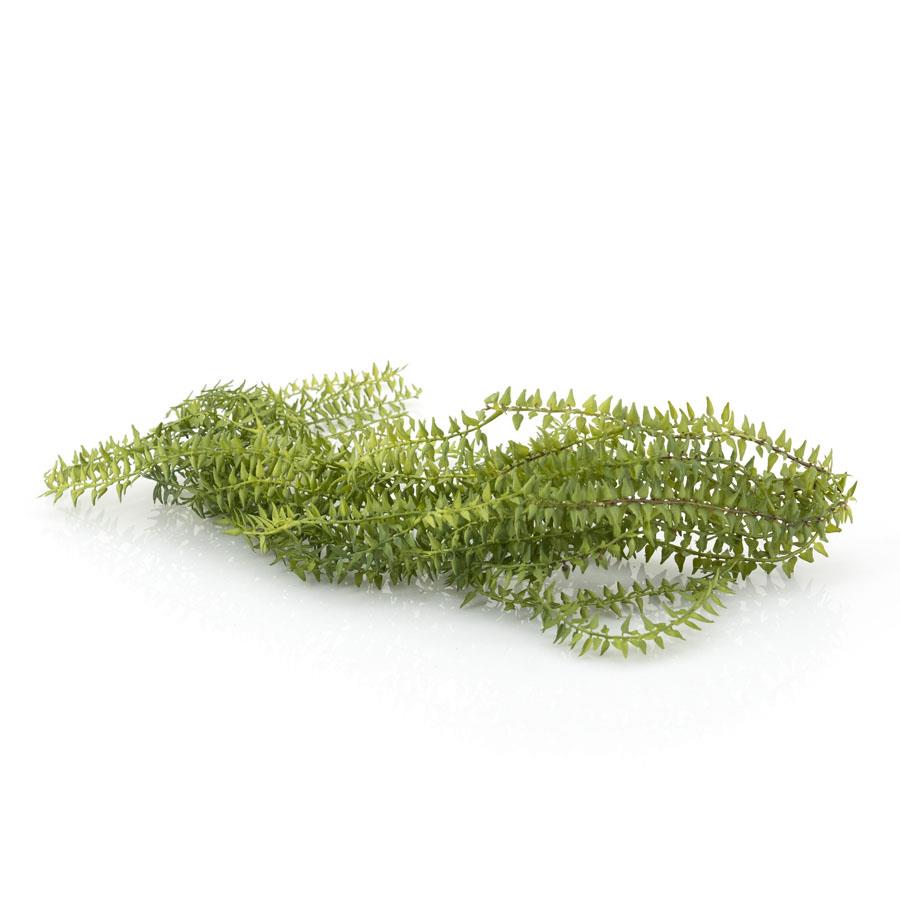 Hanging bush Ficus on stick