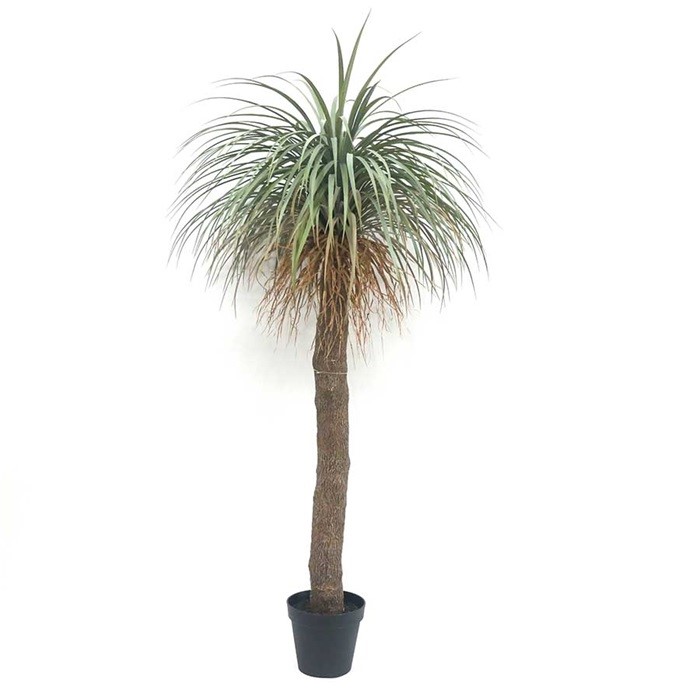 Wild Yucca tree - medium